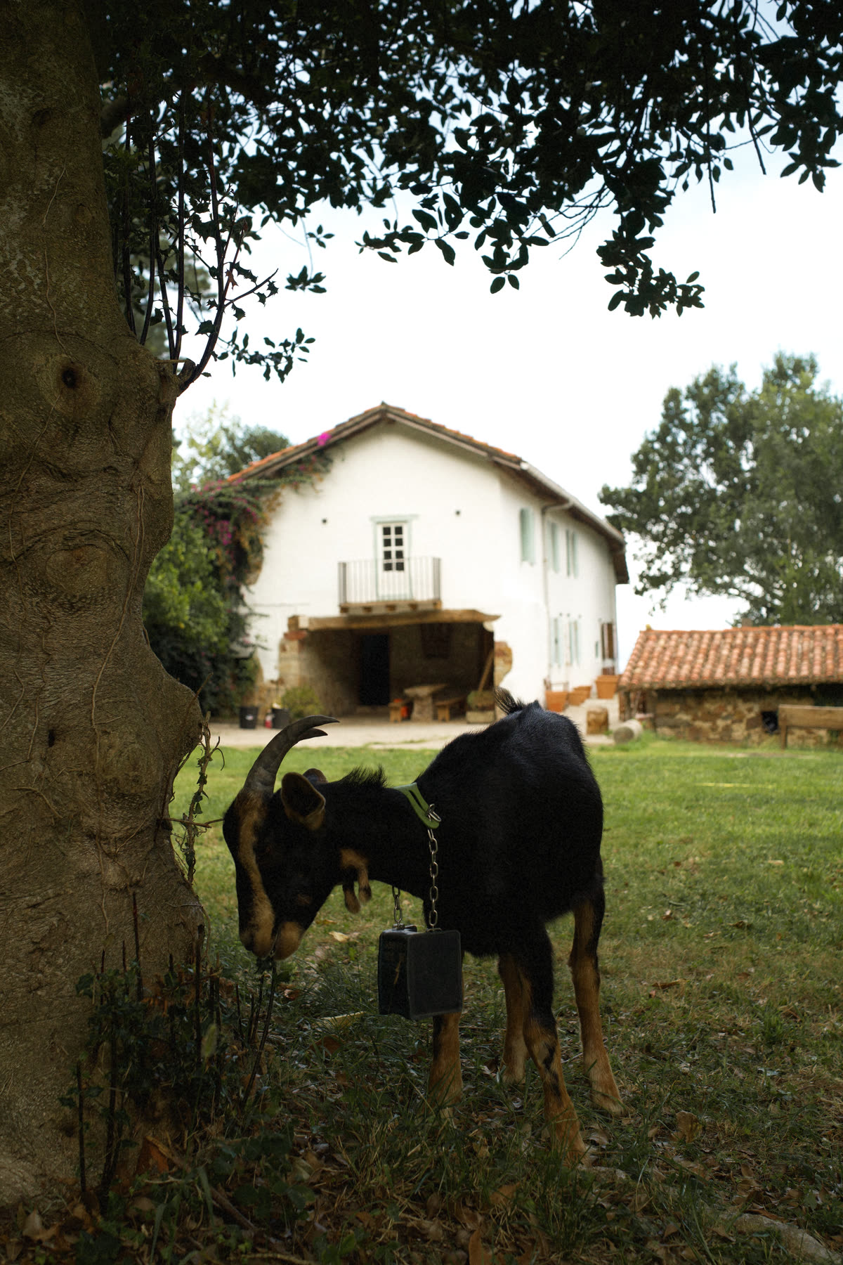 Vida rural en la campa frente a la casa